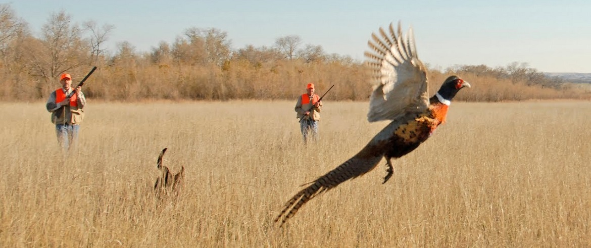 охота на фазану